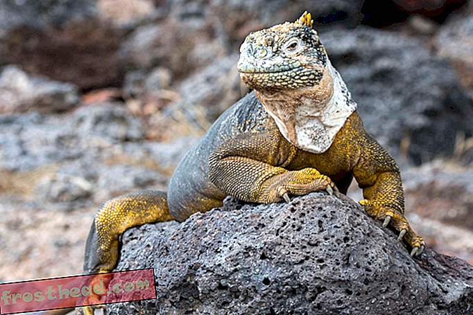 Spesies Iguana yang terakhir didokumentasikan oleh Charles Darwin telah diperkenalkan semula ke Pulau Galápagos-berita pintar, sains berita pintar