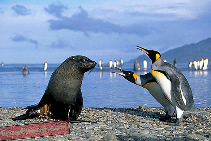 Antarctische zeehonden proberen seks te hebben met pinguïns