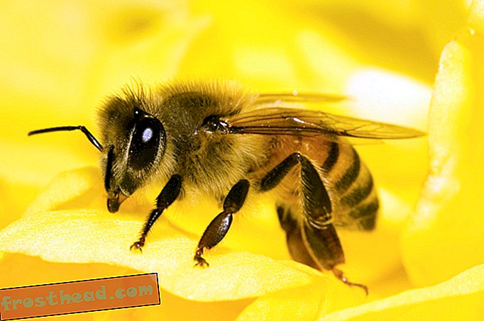 паметне вести, паметне науке о вестима - Комерцијалне кошнице можда штеде усеве, али убијају дивље пчеле