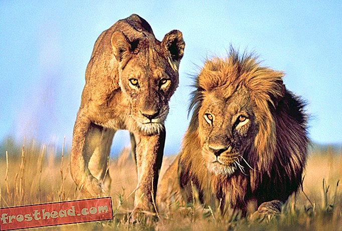 Les Lions sont mieux protégés par la loi sur les espèces en voie de disparition