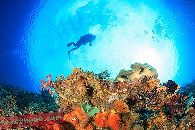 умные новости, умные новости науки - Морской Коралл Делает Отличные Человеческие Костные Пересадки
