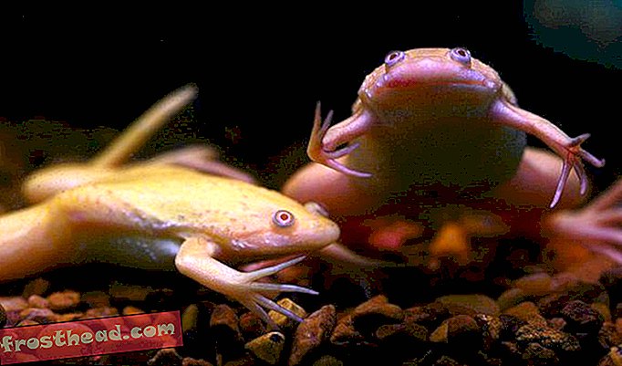 Врачи использовали живые африканские лягушки в качестве тестов на беременность