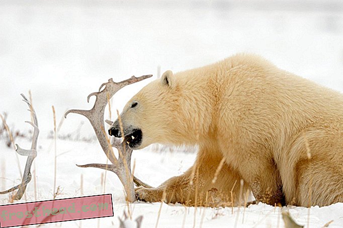 El derretimiento del hielo podría no significar fatalidad para los osos polares-noticias inteligentes, ciencia de noticias inteligentes