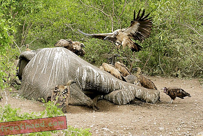 Le poison des braconniers tue 530 vautours en danger d'extinction au Botswana
