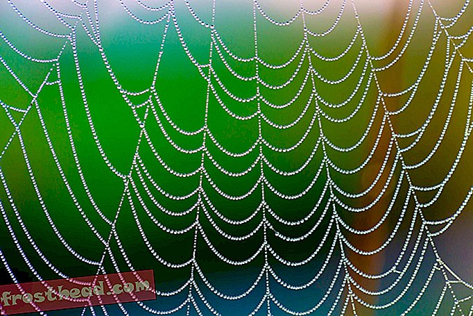 slim nieuws, slimme nieuwswetenschap - Tennessee Locals Spot Half-Mile-Long Spider Webs