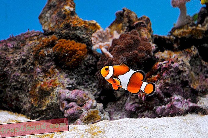 Takket være let forurening mister vi Nemo