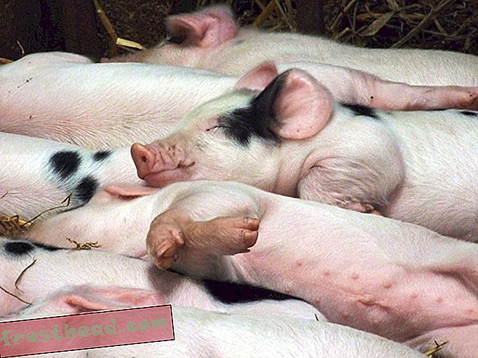 सुअर फ़ीड द्वारा एक वायरस - संभवतः फैल गया है - लाखों पिगलेट मारे गए हैं