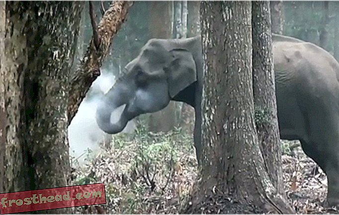 מדוע הפיל הזה בהודו מעשן עשן