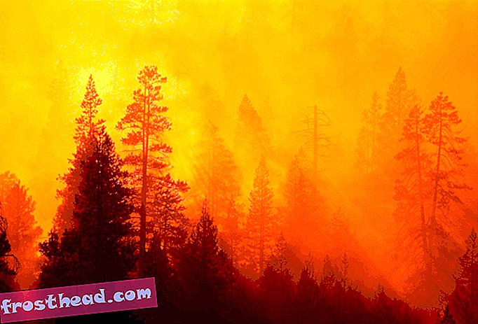 S Wildfire stále hoří v Yosemite, Sequoias, přinejmenším, jsou v bezpečí
