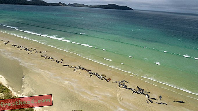 200 китова умрло је у три масовна праменова на обалама Новог Зеланда