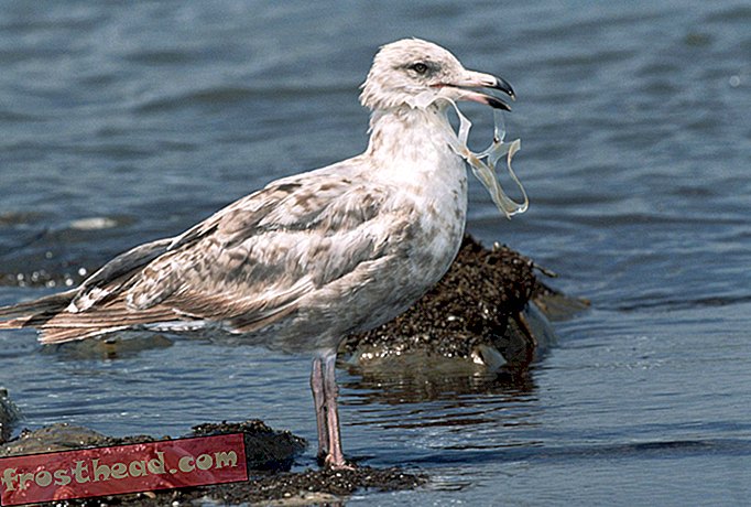умные новости, умные новости науки - 90 процентов морских птиц съели пластик