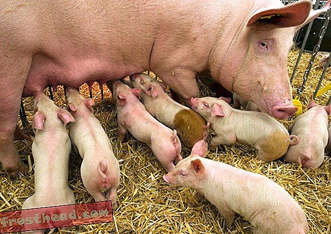 महिला सूअरों ने शुक्राणुओं को ले जाने वाले ज्यादातर एक्स या ज्यादातर वाई क्रोमोसोम के बैचों का जवाब दिया
