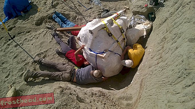 Sjælden komplet T. Rex-kranium findes i Montana