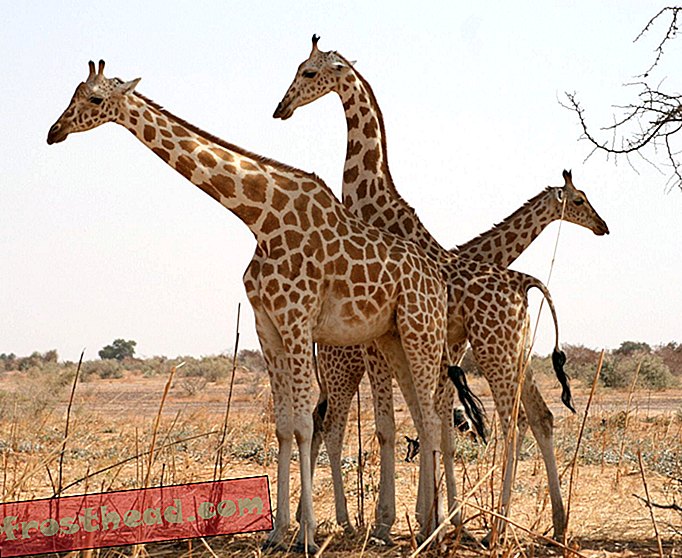 Istraživači su proučavali slatke slike dječjih žirafa kako bi naučili o njihovim mjestima