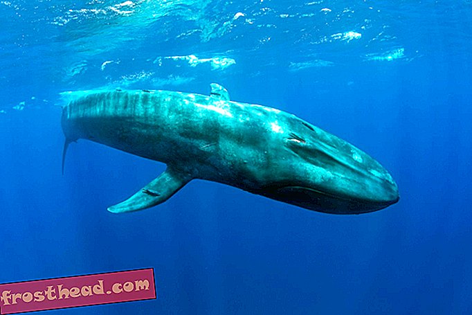 έξυπνες ειδήσεις, έξυπνες επιστήμες ειδήσεων - Γιατί οι φάλαινες γίνονται τόσο μαζικές;