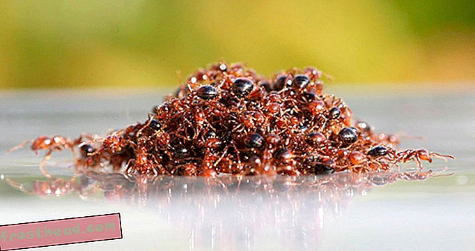 En annen fare for Harvey-flommen: Floating Fire Ants