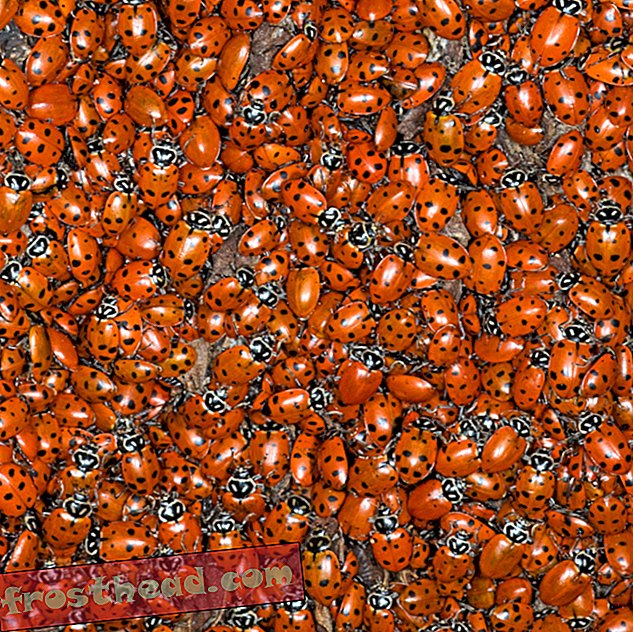 noticias inteligentes, ciencia de noticias inteligentes - Las especies de escarabajos, extrañamente, casi nunca se extinguen