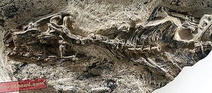 El fósil de lagarto más antiguo muestra que estos reptiles son los mejores sobrevivientes