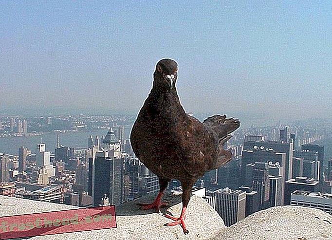 Zakaj so temno obarvani golobi pogostejši v mestih