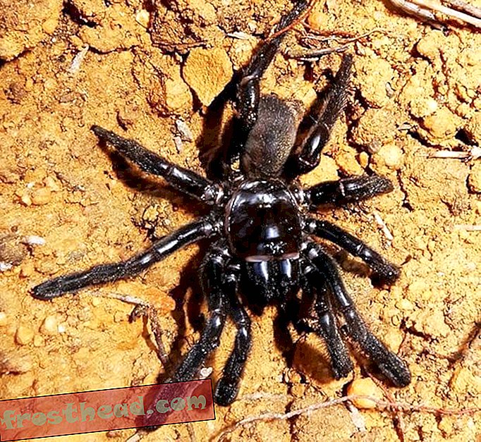 Nouvelles intelligentes, science de l'information intelligente - La plus ancienne araignée connue du monde est décédée à l'âge de 43 ans