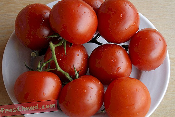 noticias inteligentes, ciencia de noticias inteligentes - Para un tomate con mejor sabor, sumérjalo en agua caliente antes de meterlo en el refrigerador