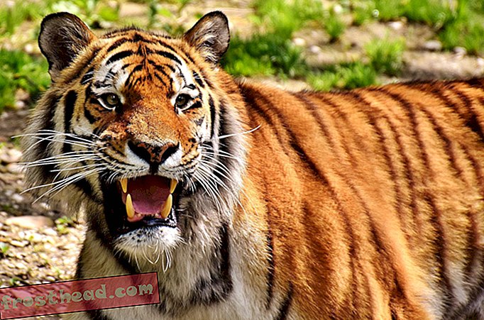 Mensenetende tijgerin Gedood in India, gelokt door Calvin Klein Keulen