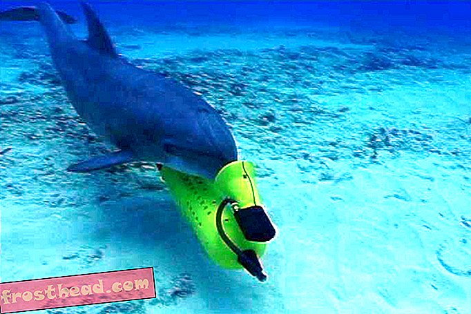 älykkäät uutiset, älykkäät uutiset - Meksiko käyttää delfiinejä turvaamaan uhanalainen vaquita