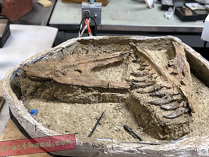 Σπάνιο μικροσκοπικό T. Rex Ξετυλίγεται στη Μοντάνα