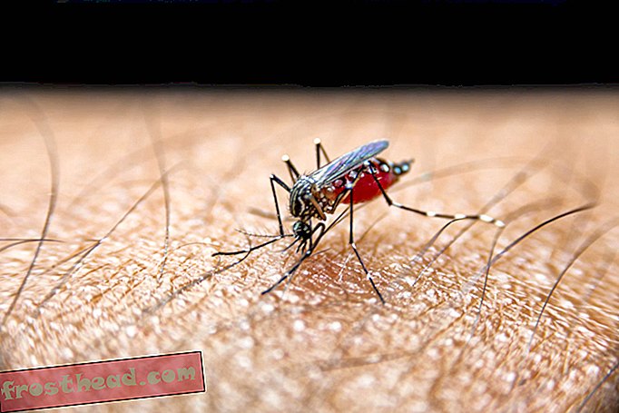 Swatting kan lære myg at undgå din duft
