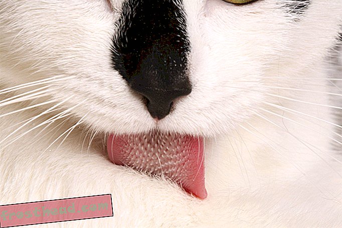 Die Zunge Ihrer Katze ist ein raues, rosa Wunderwerk