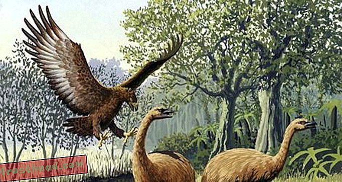 Легендарна птица која је јела човека била је стварна, вероватно је могла да поједе људе