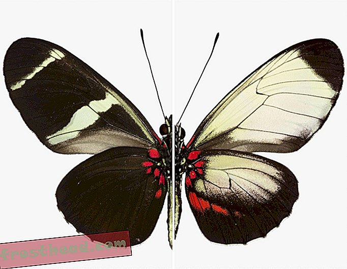 Les scientifiques identifient les gènes qui peignent les ailes de papillon