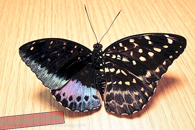 Un papillon de musée émergé, moitié masculin, moitié féminin
