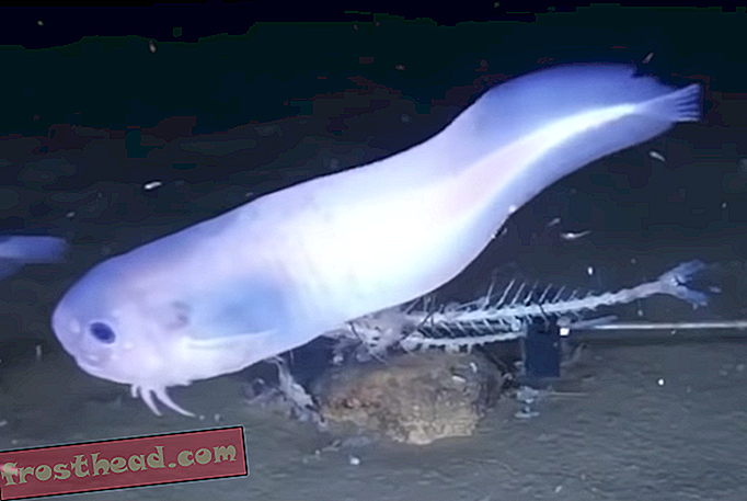 интелигентни новини, умни новини - Нови видове полупрозрачни, желатинови риби, открити в дълбокото море