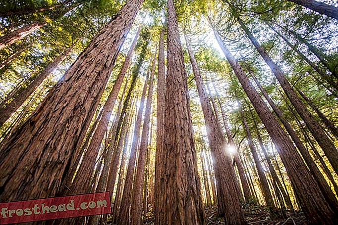 Najviši Muir Woods redwood je daleko mlađi nego što se očekivalo