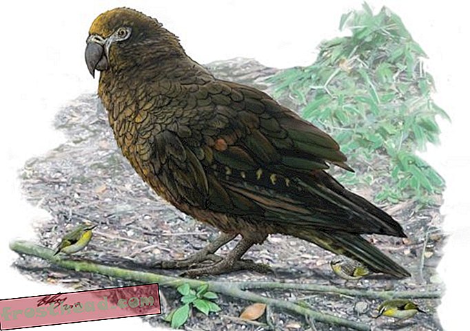Ova Chonky drevna ptica je najveća svjetska poznata papiga