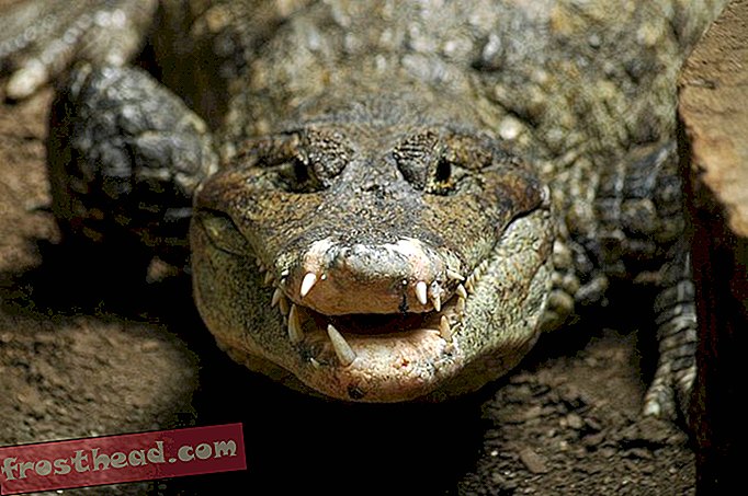 Nouvelles intelligentes, science de l'information intelligente - Les mâchoires de crocodile et d'alligator sont plus sensibles que les doigts humains
