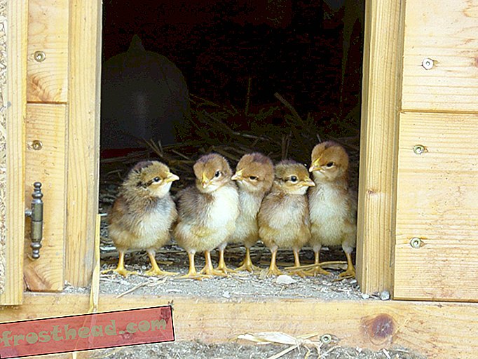 Nouvelles intelligentes, science de l'information intelligente - Les chrétiens de Peckish ont-ils rendu les poulets plus sociaux?