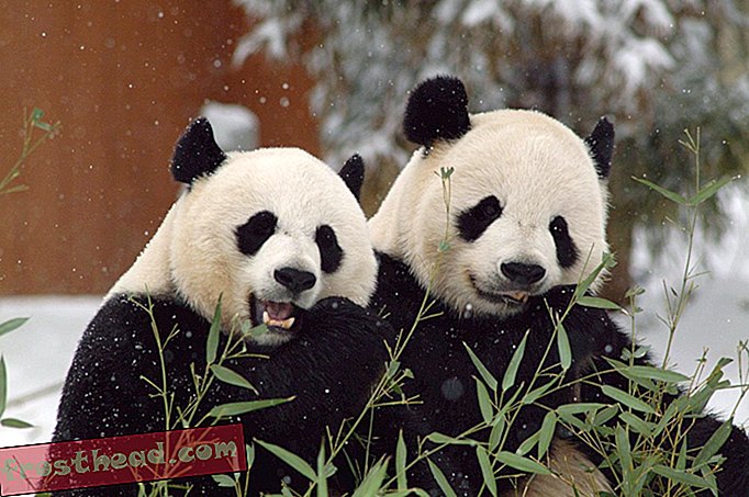 Las llamadas de apareamiento de Panda gigante dicen mucho sobre ellos