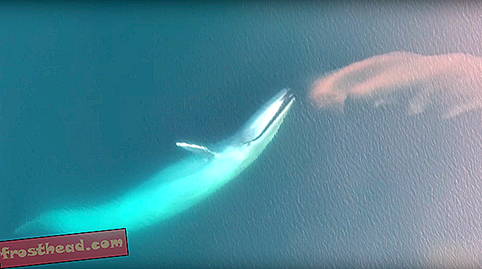 Jaw-Droping Video viser blåhval, der chowing ned på Krill