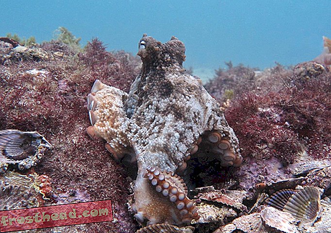 Nouvelles intelligentes, science de l'information intelligente - Octopus 'City' Trouvé au large de la côte australienne