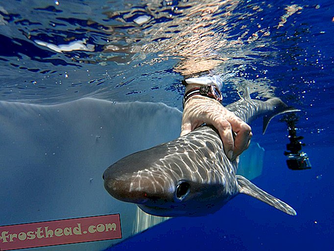 מדענים מזהים מינים חדשים של כריש ים עמוק חמקמק
