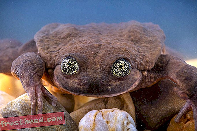intelligente Nachrichten, intelligente Nachrichtenwissenschaft - Ein Jahr später zahlt sich das Match.com-Profil für den einsamsten Frosch der Welt aus