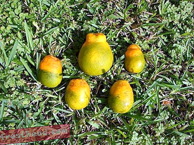 Zelenje citrusnih voćaka pokvarit će jutro OJ, nema veze kako ga narežete