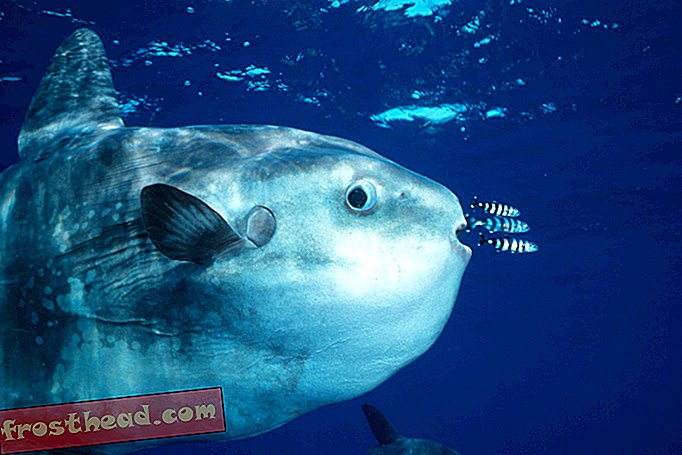 स्मार्ट समाचार, स्मार्ट समाचार विज्ञान - नासमझ खोज महासागर Sunfish वास्तव में सक्रिय तैराक और शिकारी हैं