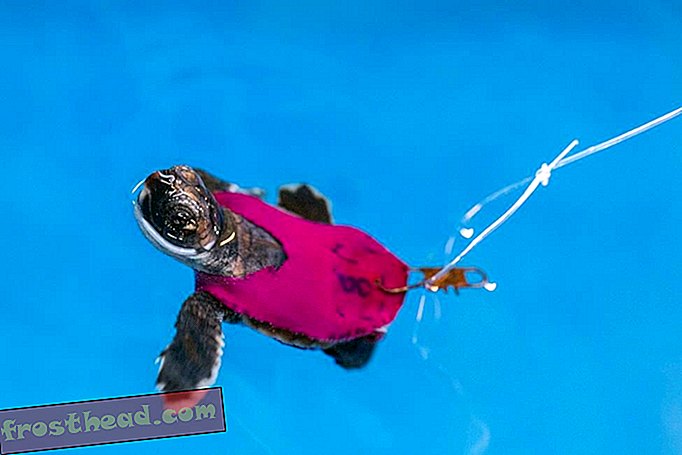 Comment les bébés tortues de mer sur tapis de course peuvent aider les chercheurs à comprendre la survie des tortues sauvages