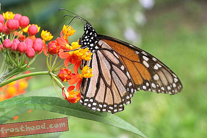 Como esta popular planta de jardim pode espalhar parasitas que prejudicam os monarcas
