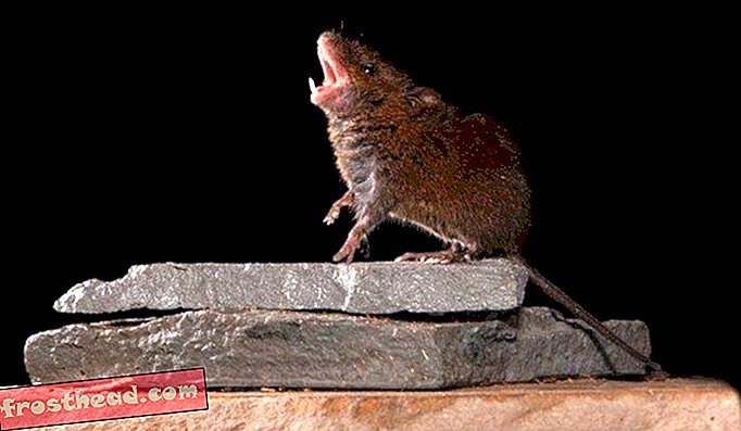 חדשות חכמות, מדע חדשות חכמות - הכירו את העכברים הזמרים של מרכז אמריקה