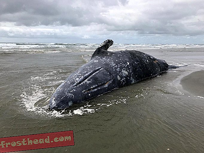 חדשות חכמות, מדע חדשות חכמות - NOAA בודק 70 מקרי מוות של לווייתן אפור לאורך החוף המערבי