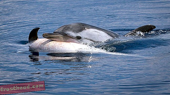 интелигентни новини, умни новини - Проучването предлага делфините и някои китове скърбят мъртвите си